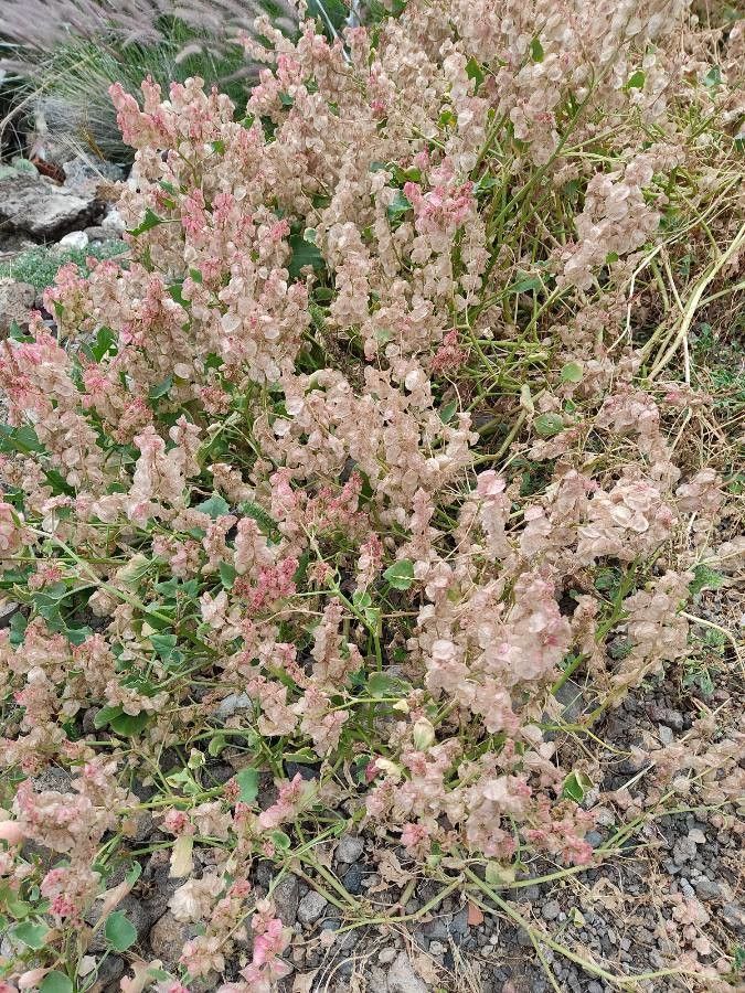 Rumex vesicarius flower