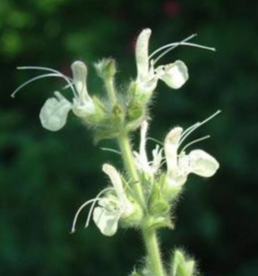 Salvia austriaca flower