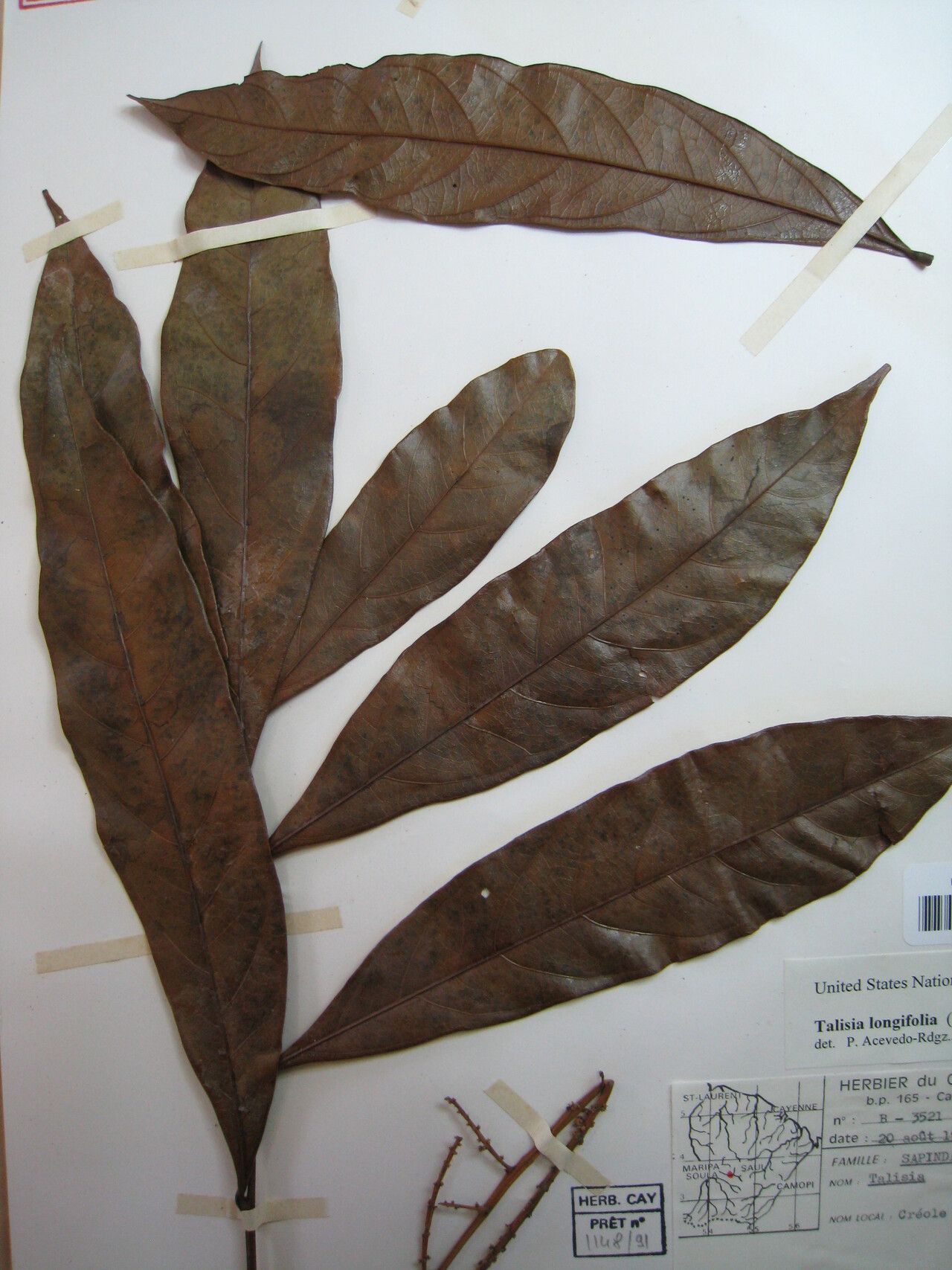 Talisia longifolia — houseplant care guide