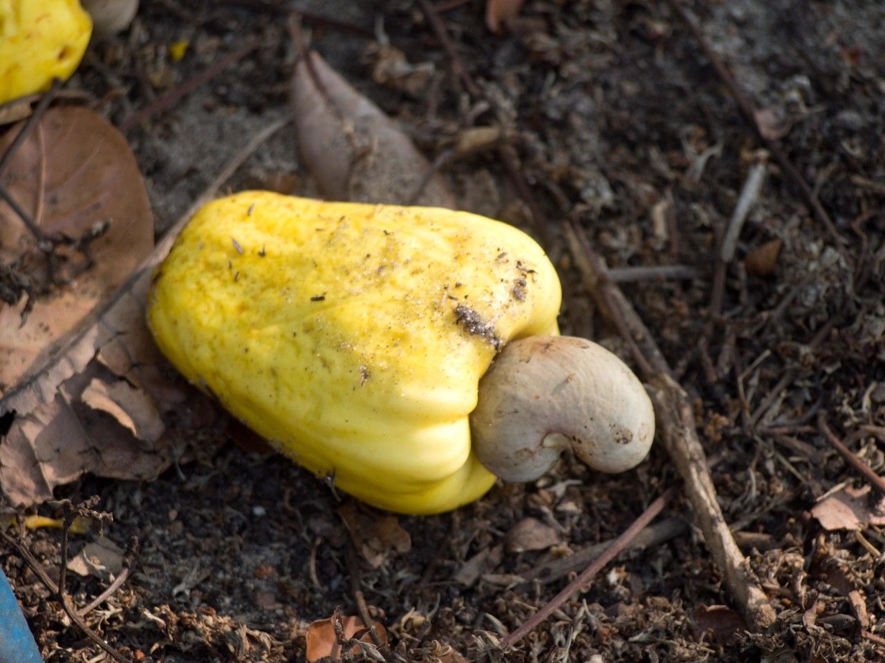 Anacardium occidentale fruit