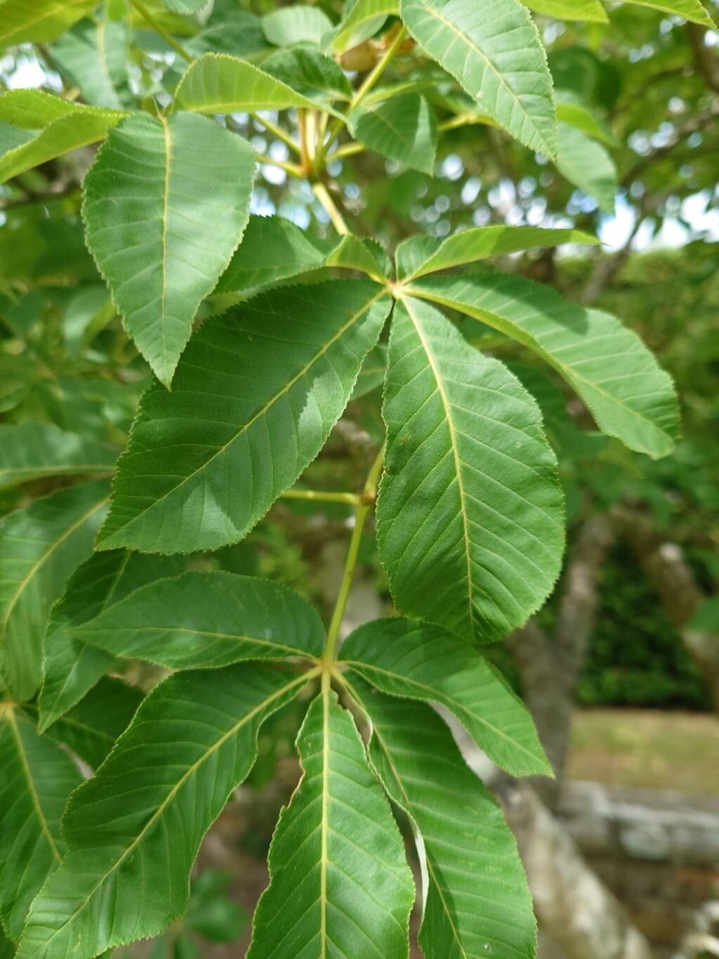 Aesculus × mutabilis — search result for 'Aesculus'
