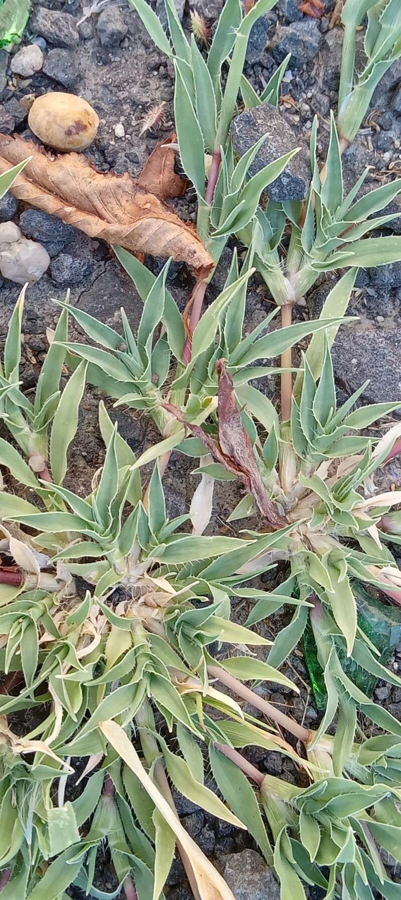 Tragus racemosus leaf