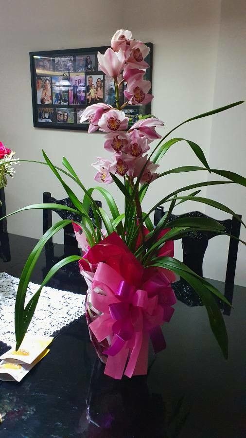 Cymbidium faberi leaf