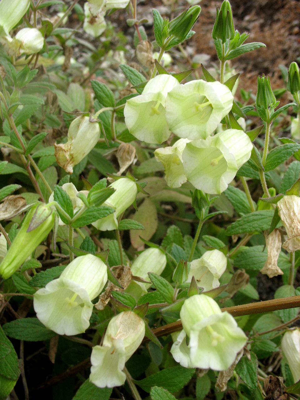 Campanula bravensis — search result for 'Campanulaceae'