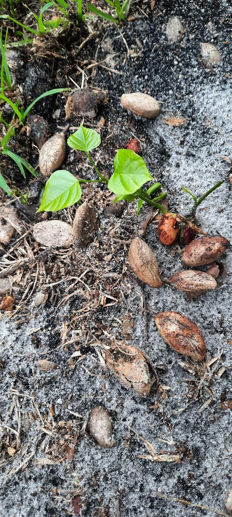 Koompassia malaccensis leaf