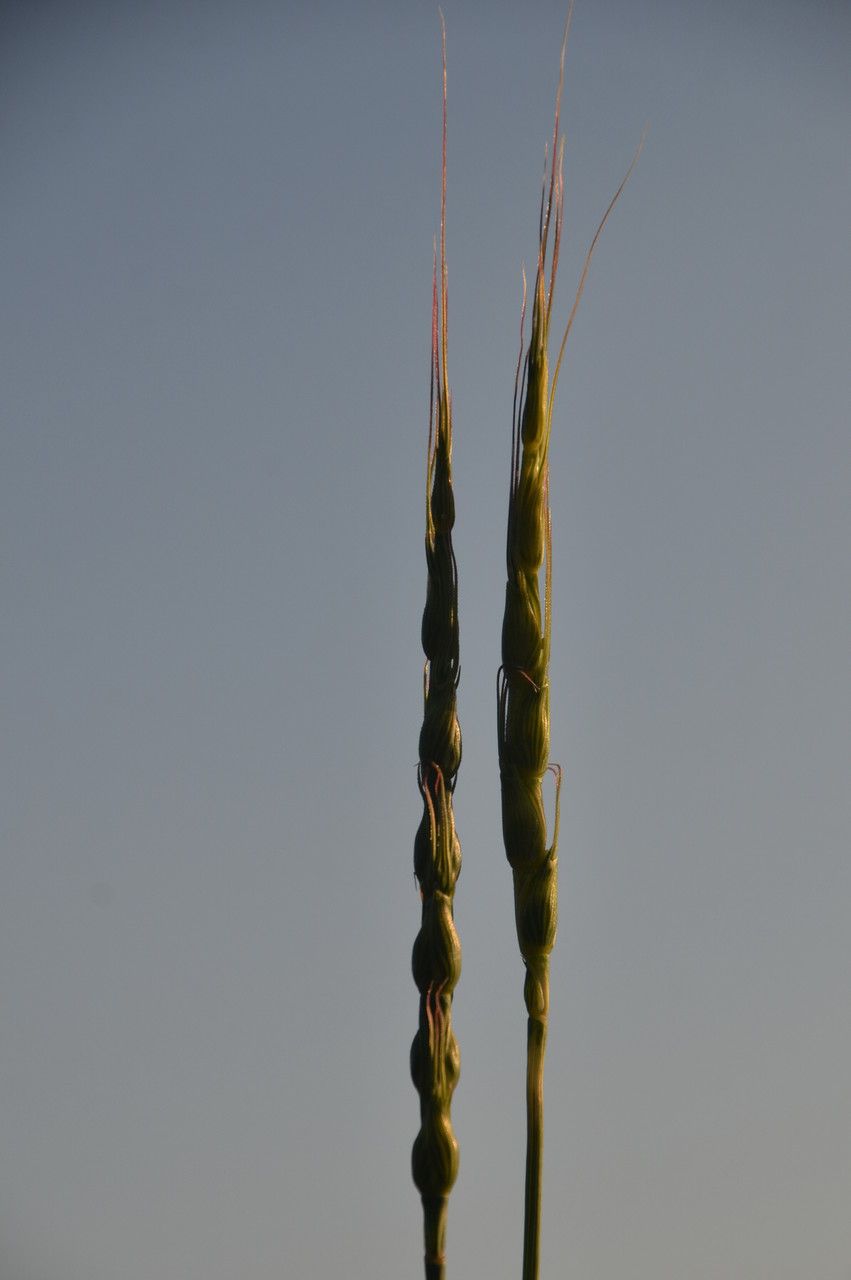 Aegilops ventricosa fruit