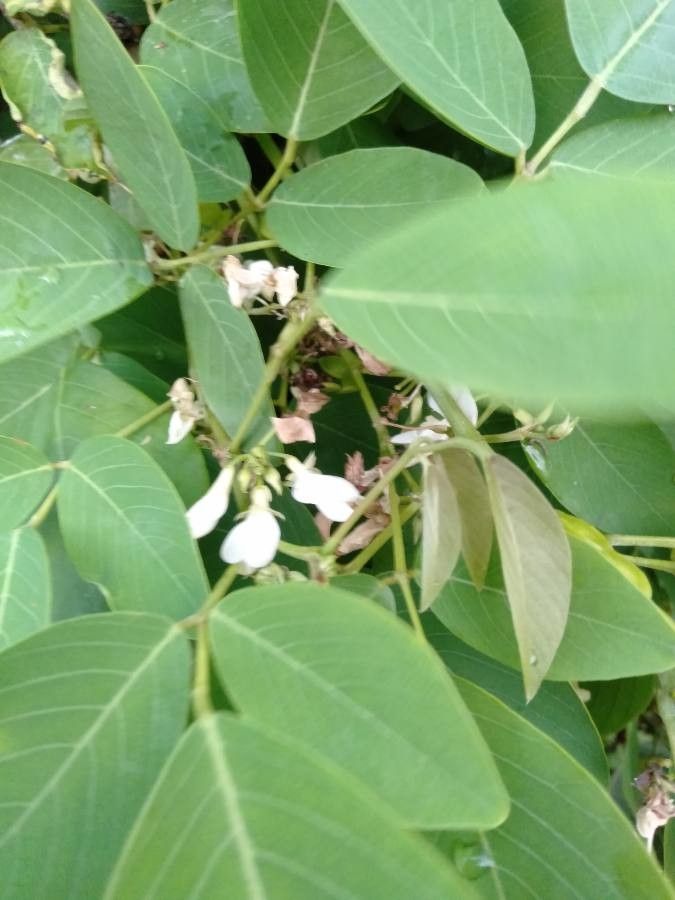 Dendrolobium umbellatum flower