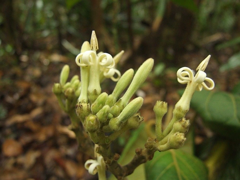 Parsonsia longiflora — houseplant care guide