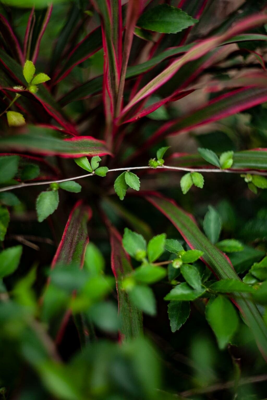 Corchorus siliquosus — search result for 'Malvaceae'