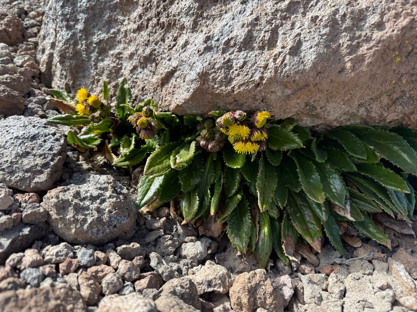 Senecio violifolius habit