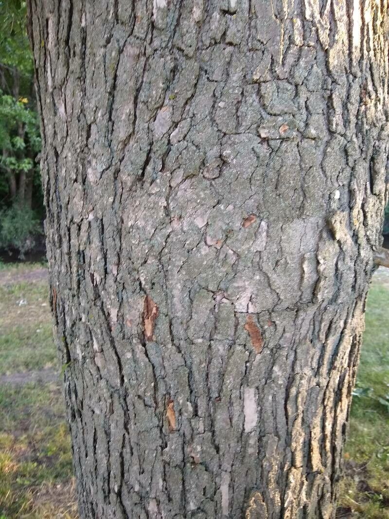 Quercus arkansana bark