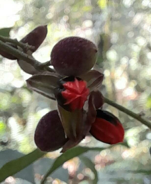 Trichilia elegans fruit