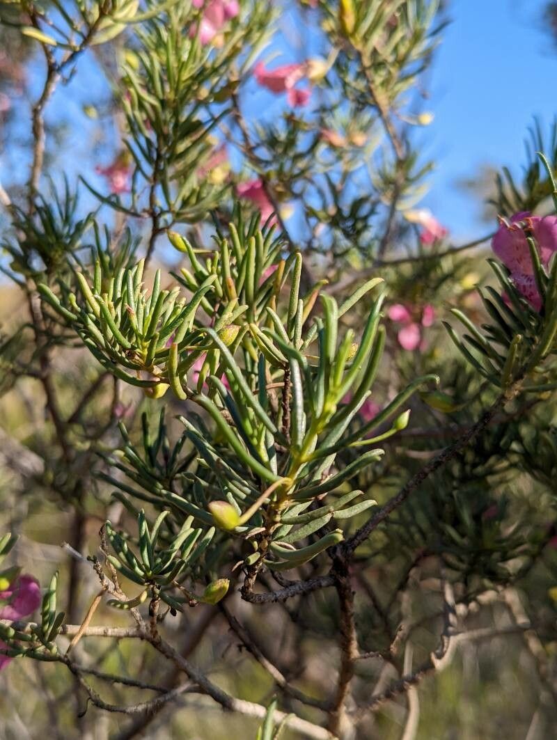 Eremophila alternifolia — related species from the same genus
