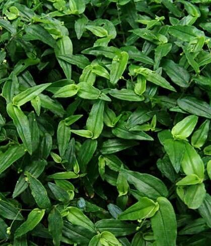 Gibasis pulchella habit