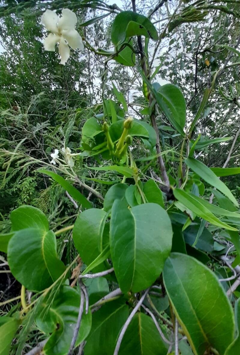 Echites umbellatus habit