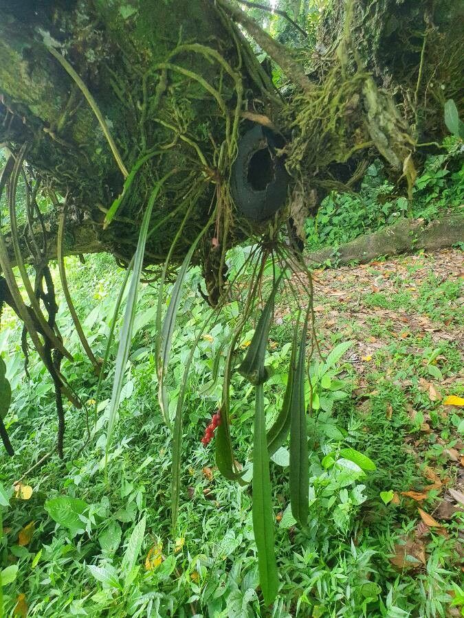 Anthurium friedrichsthalii — search result for 'Anthurium'