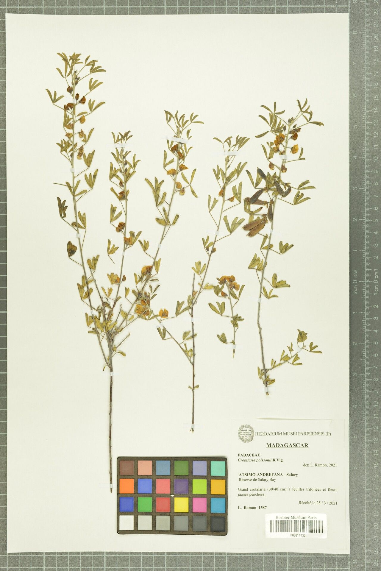 Crotalaria poissonii — houseplant care guide