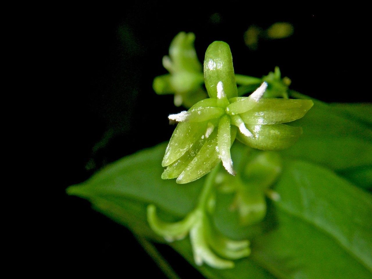 Smilax officinalis — search result for 'Smilacaceae'