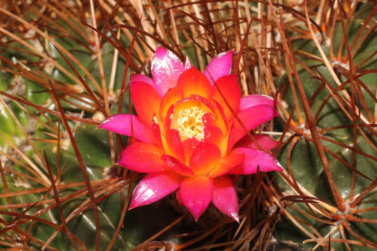 Lobivia backebergii flower
