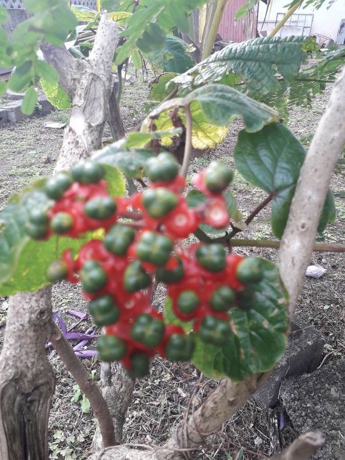 Clerodendrum speciosissimum flower