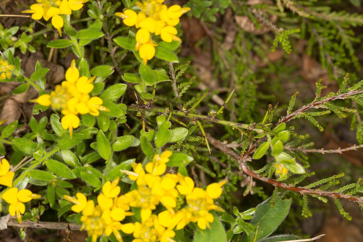 Genista germanica — search result for 'Genista'