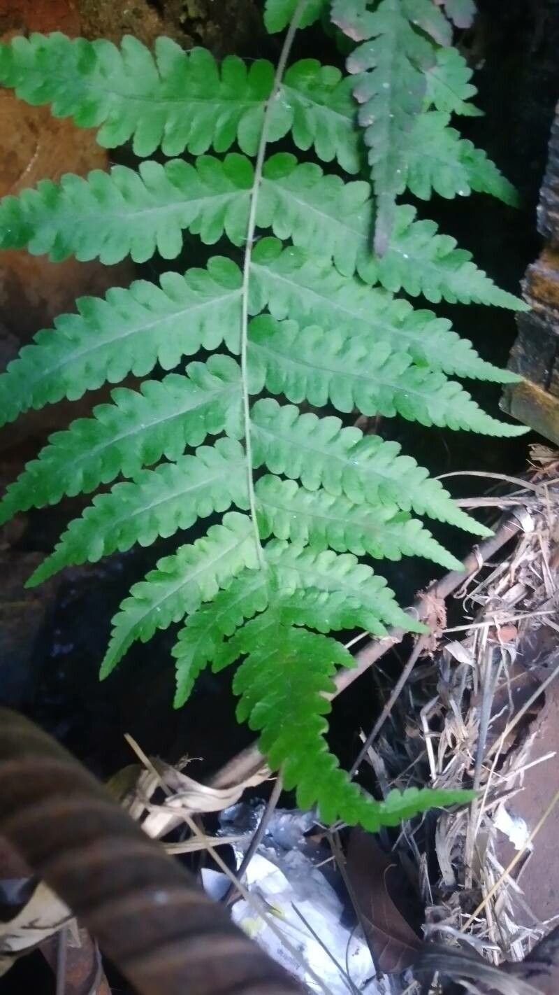 Cyathea choricarpa leaf