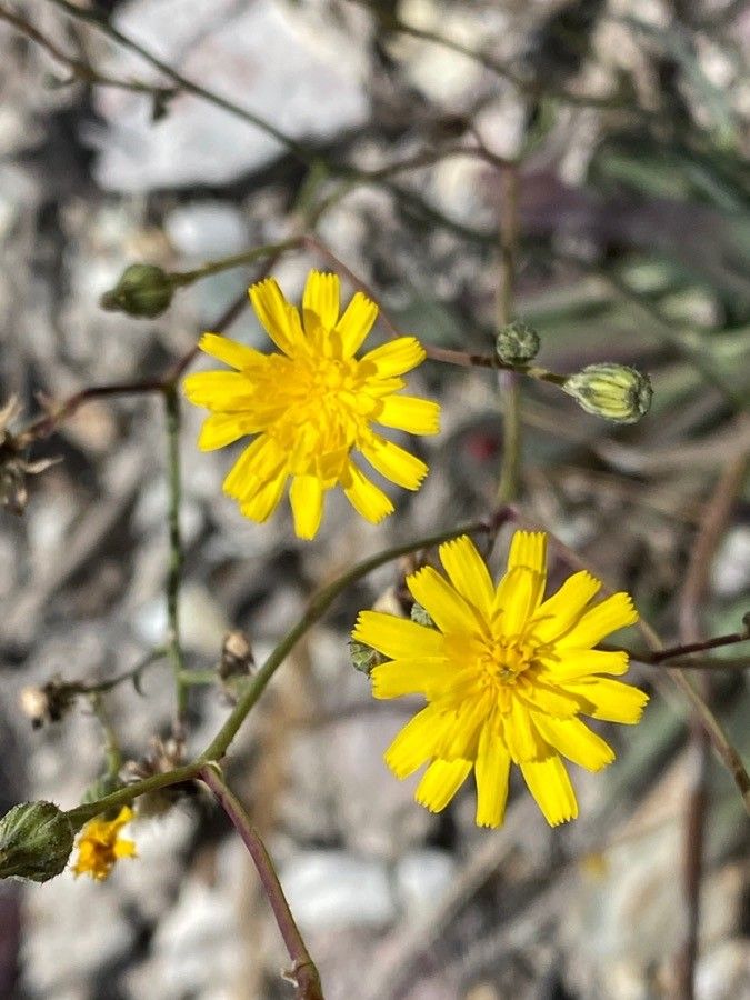 Pilosella piloselloides flower