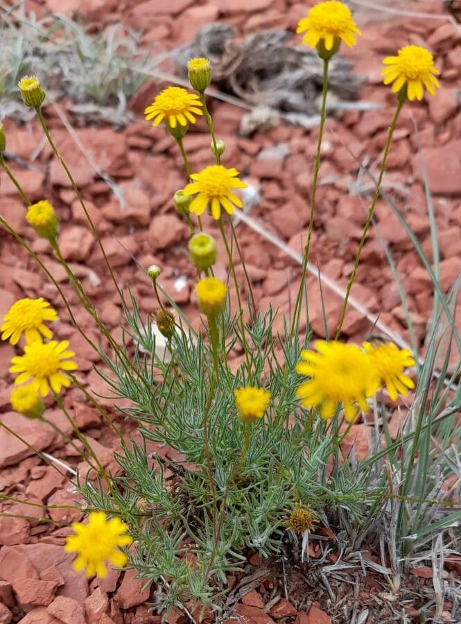 Senecio pinnatus habit