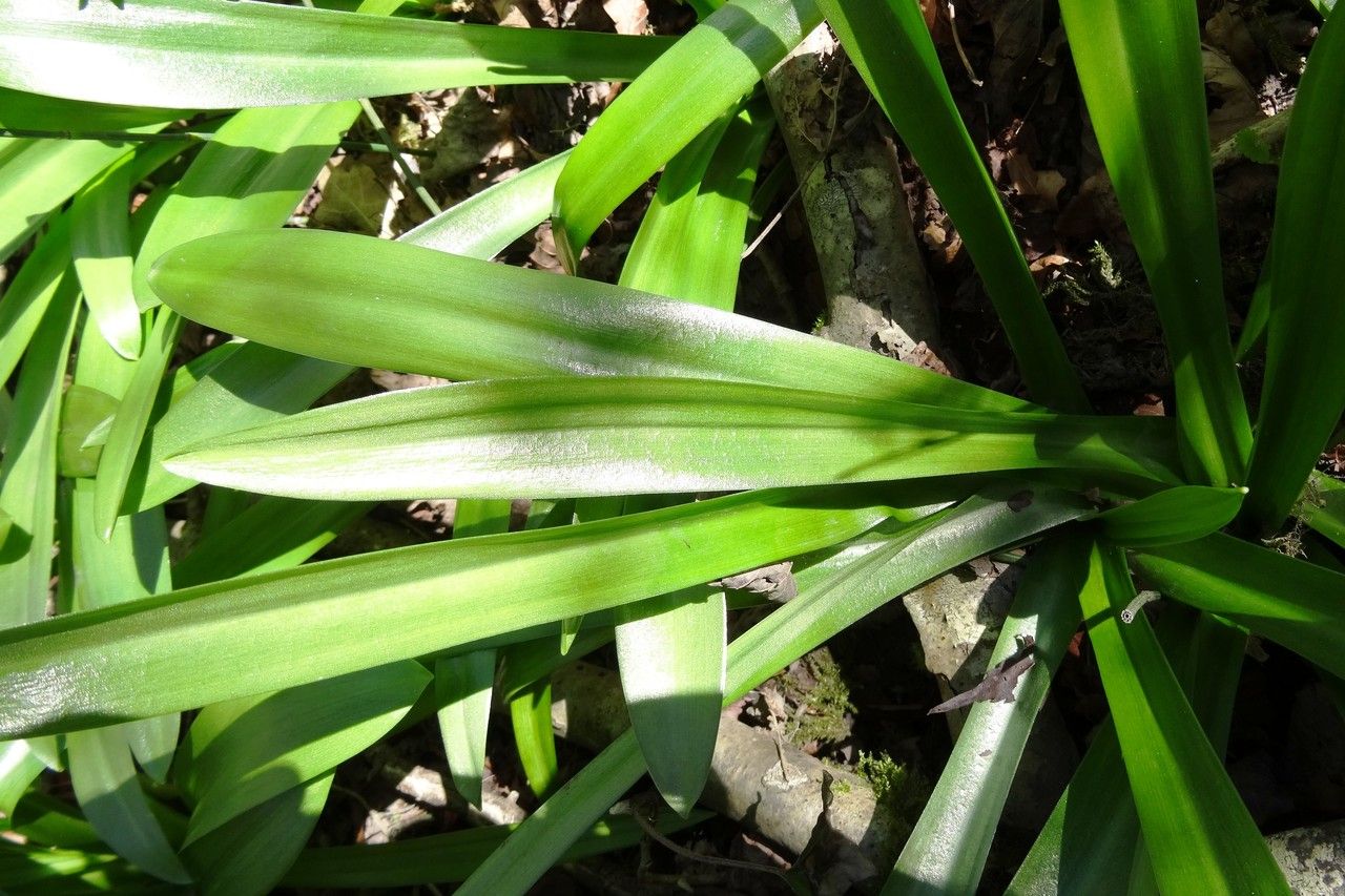 Tractema lilio-hyacinthus — search result for 'Melanthiaceae'