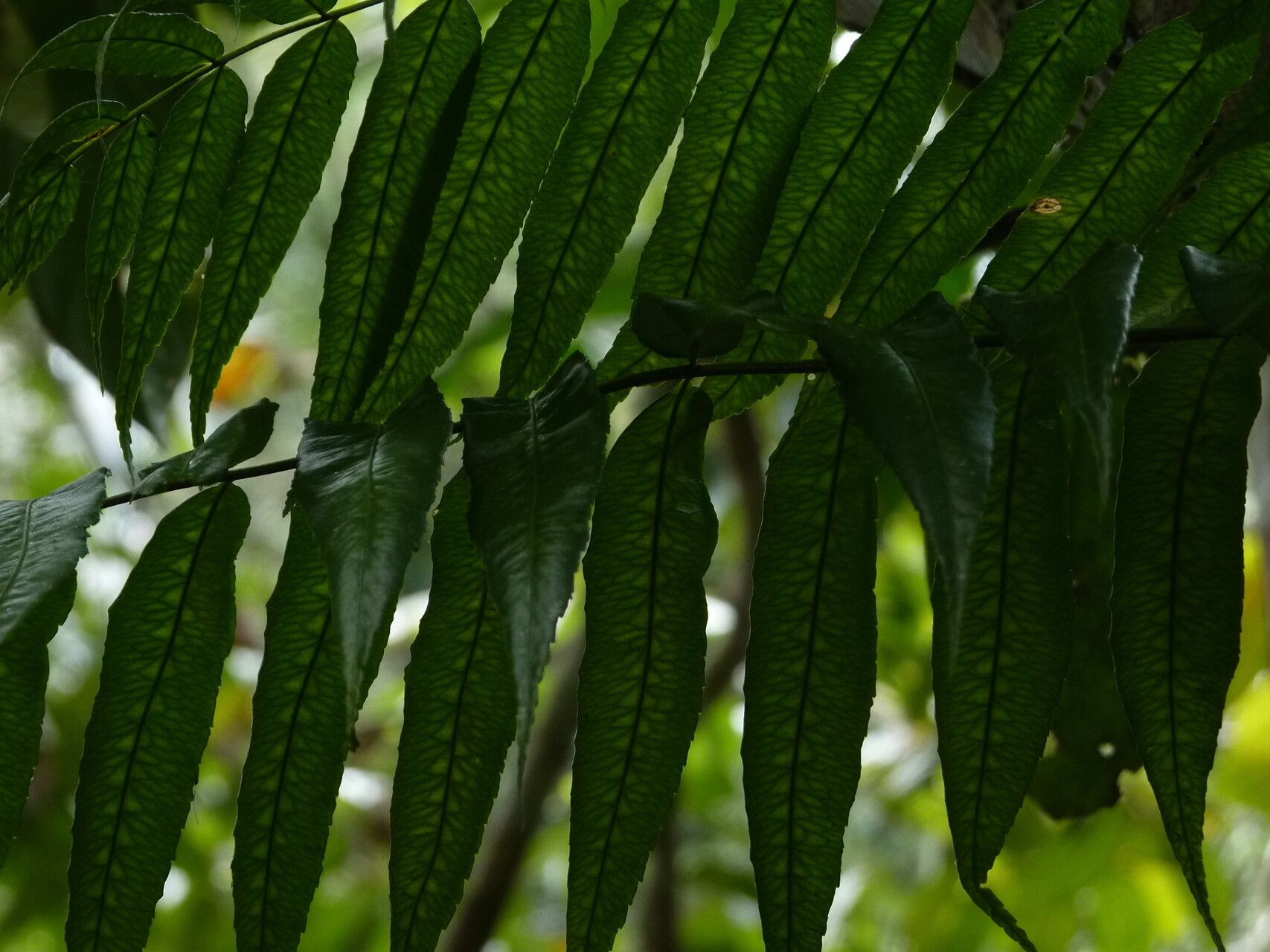 Mickelia guianensis leaf