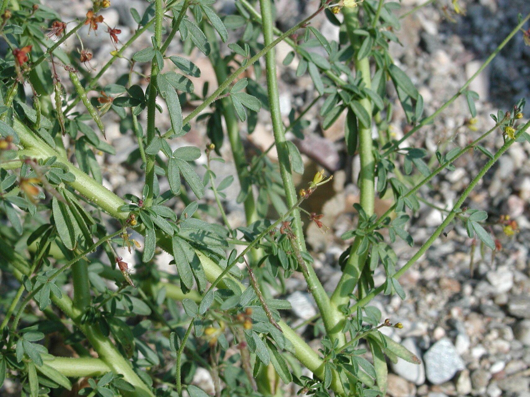 Cleome ornithopodioides — houseplant care guide