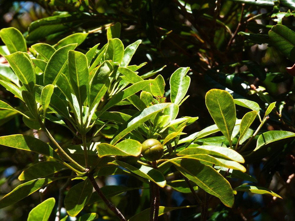 Pittosporum bouletii — search result for 'Pittosporum'