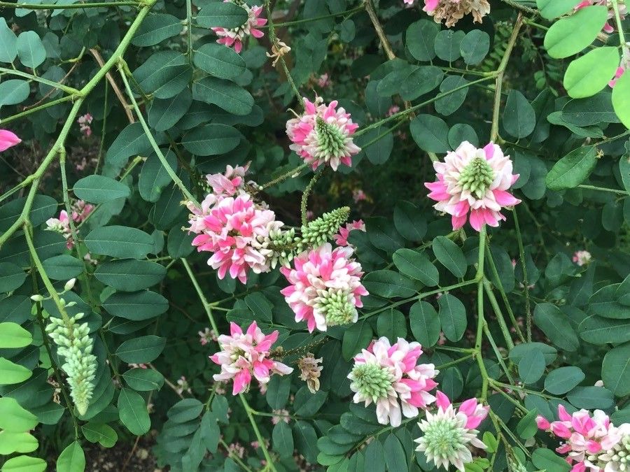 Indigofera jucunda flower
