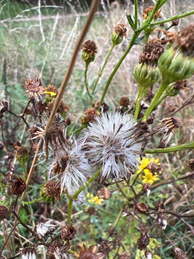 Jacobaea erucifolia fruit