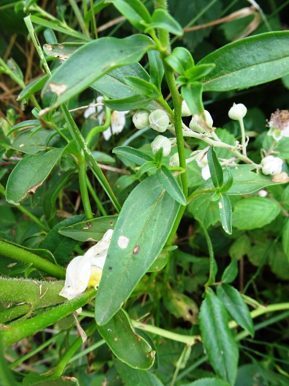 Antirrhinum siculum leaf