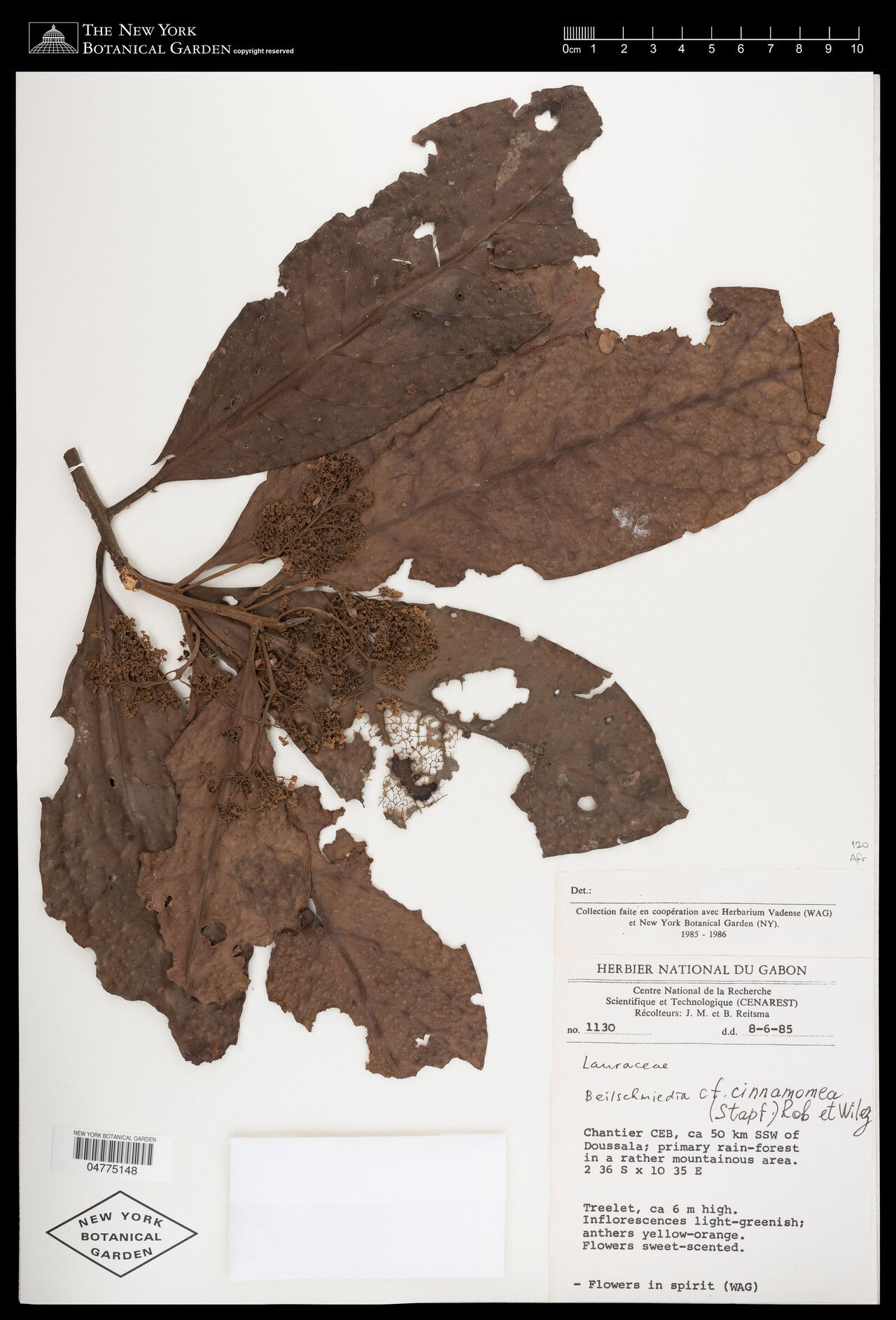 Beilschmiedia cinnamomea — houseplant care guide