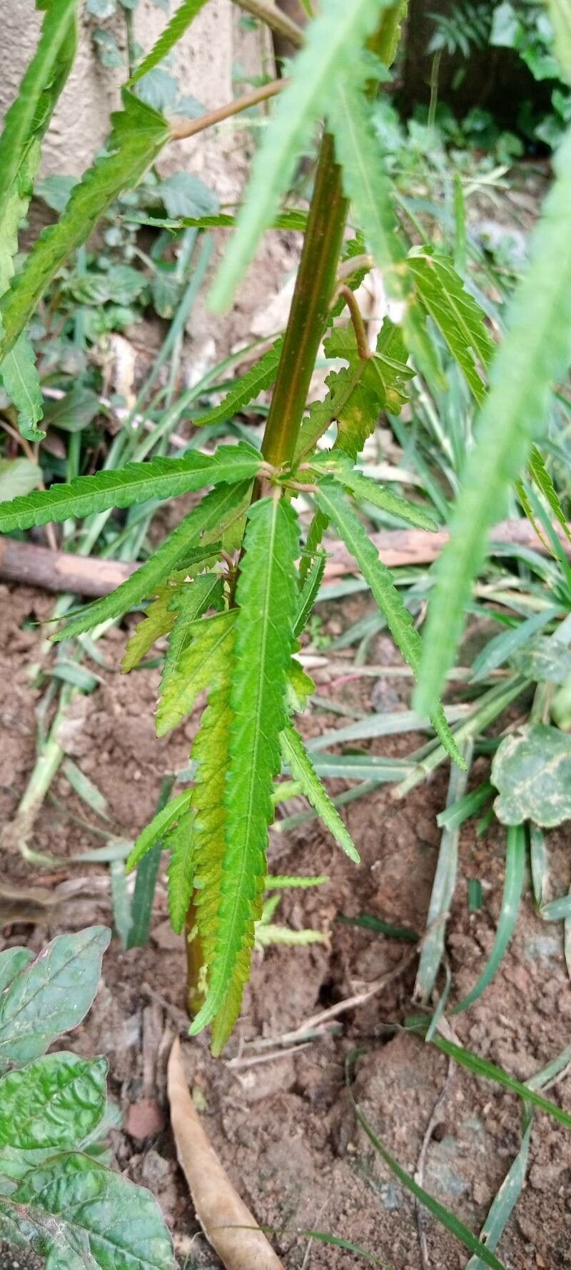 Pentapetes phoenicea leaf