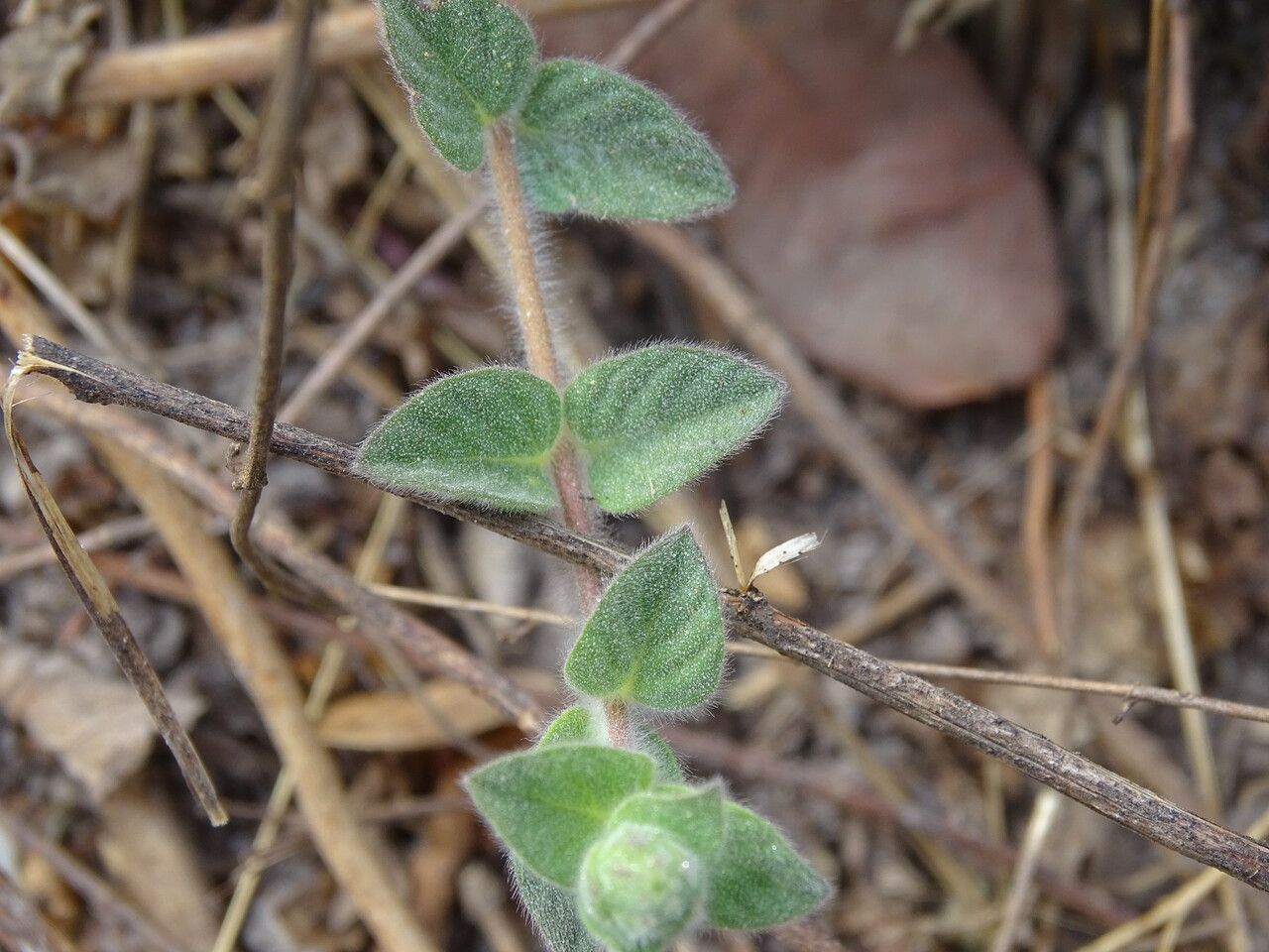 Nelsonia canescens — search result for 'Acanthaceae'