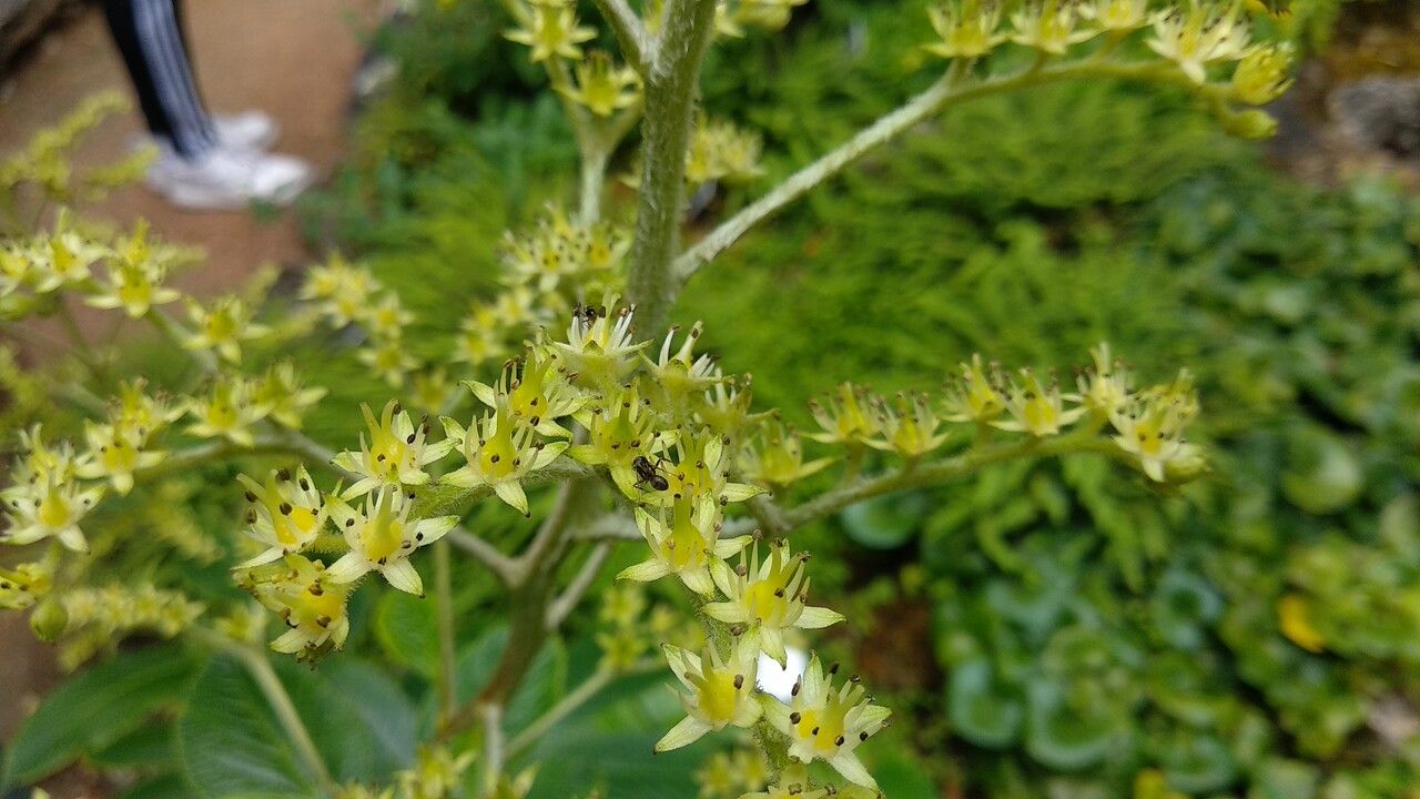 Rodgersia nepalensis flower