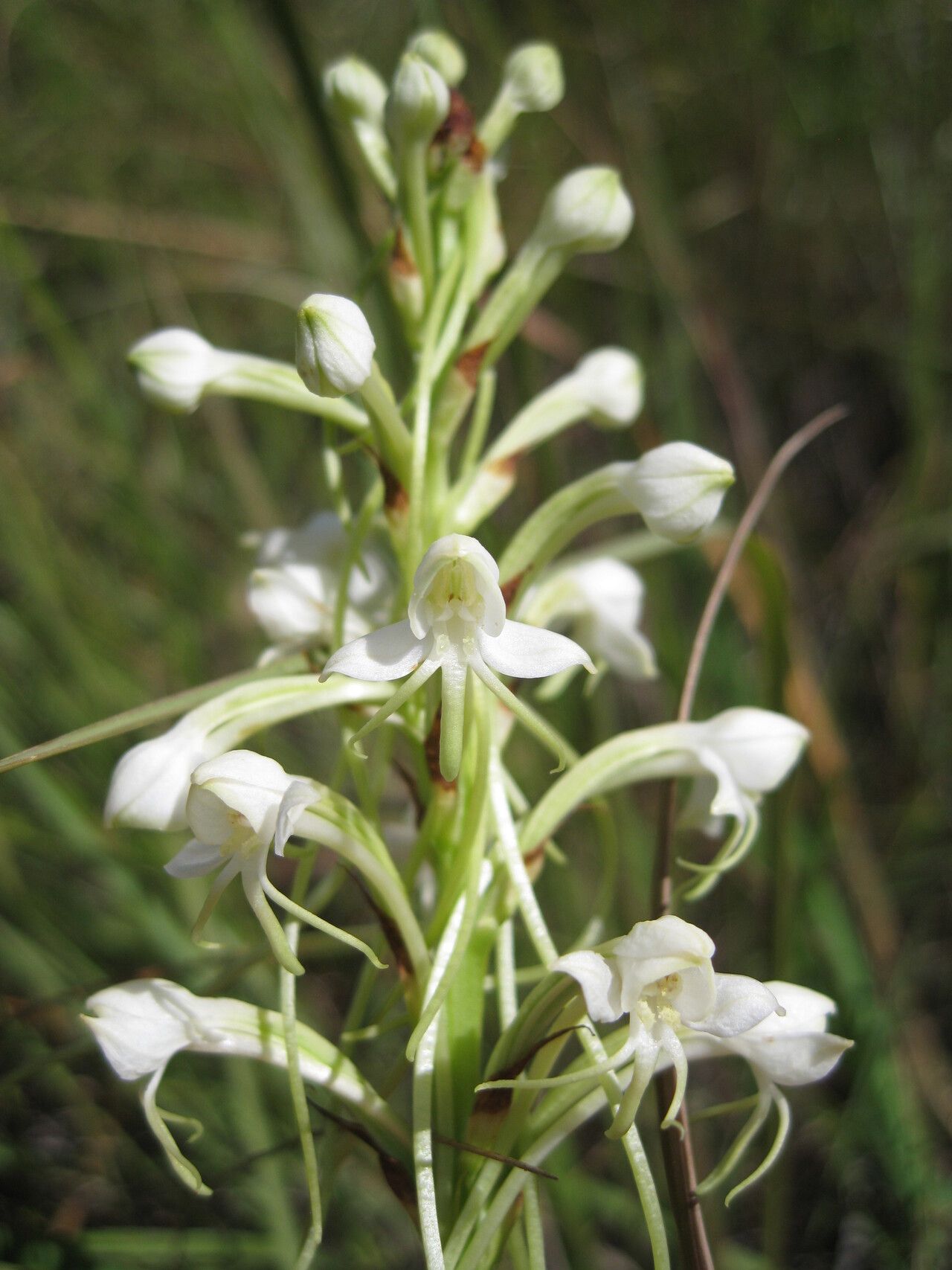 Habenaria bathiei — houseplant care guide