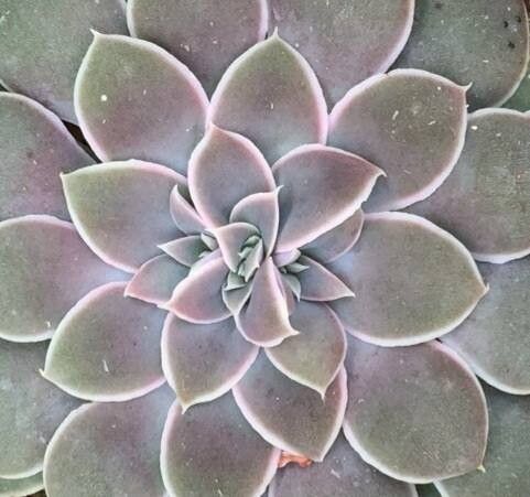 Graptopetalum marginatum leaf