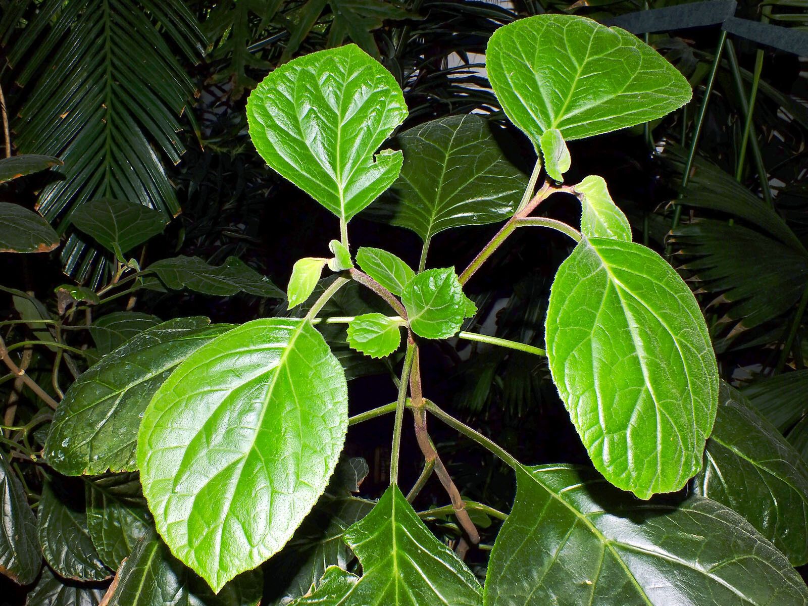 Bartlettina sordida leaf