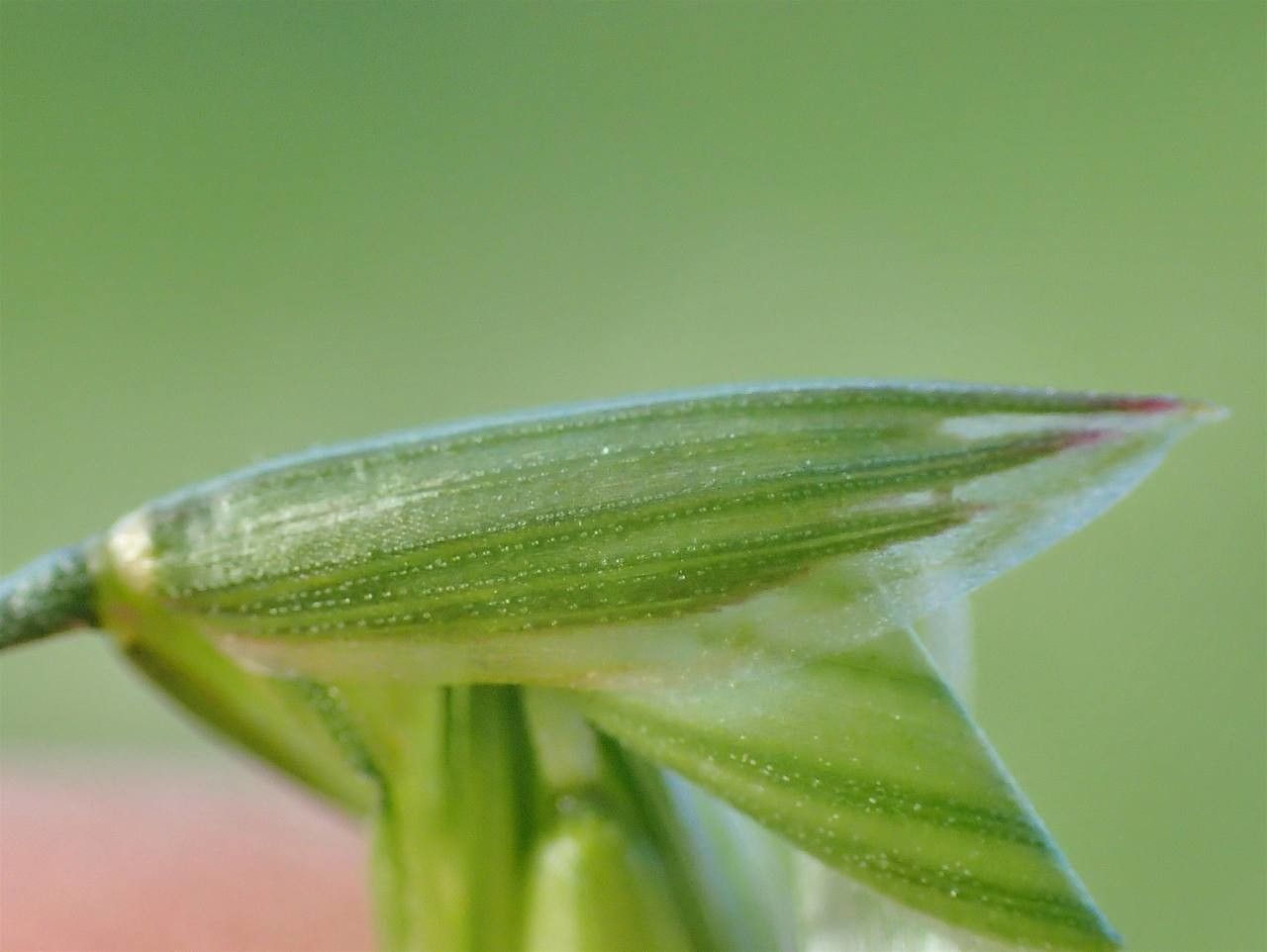 Bromus commutatus — search result for 'Bromus'