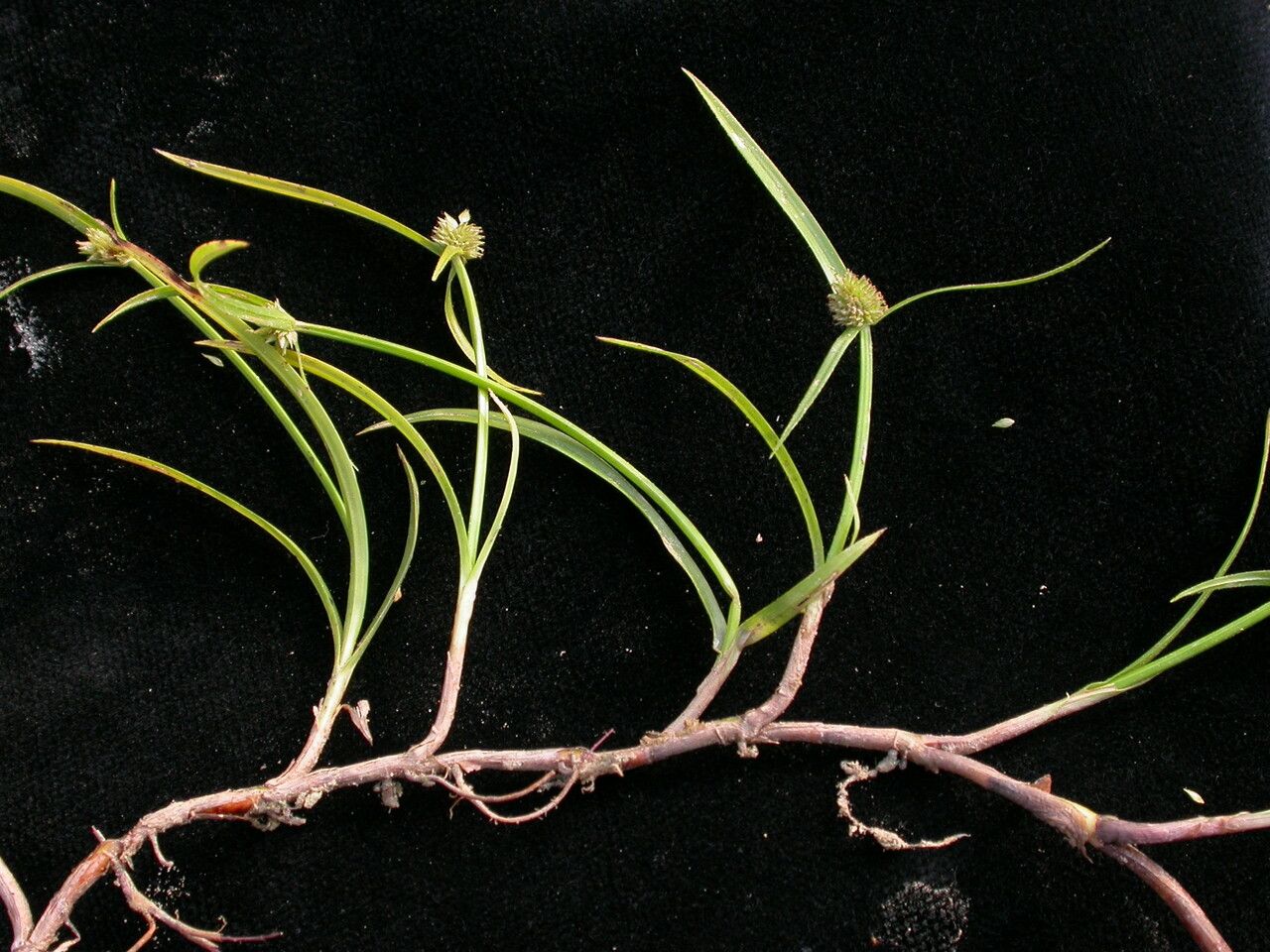 Cyperus brevifolioides habit