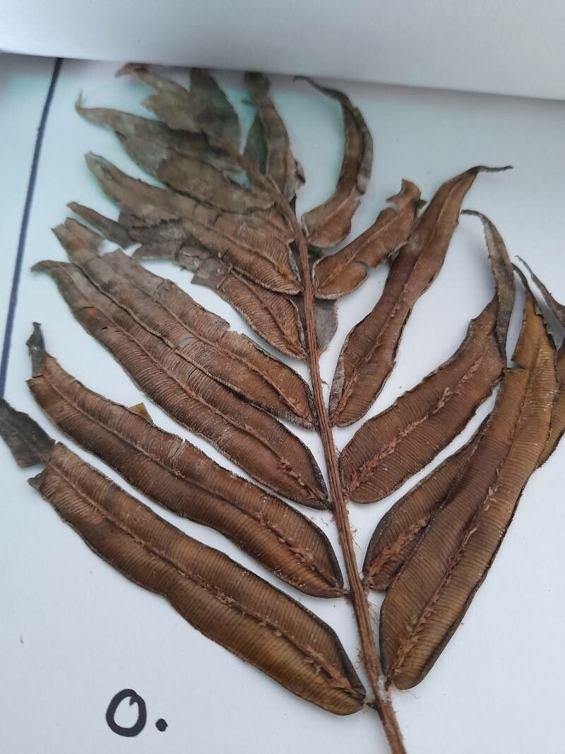 Pteris grandifolia — search result for 'Pteris'