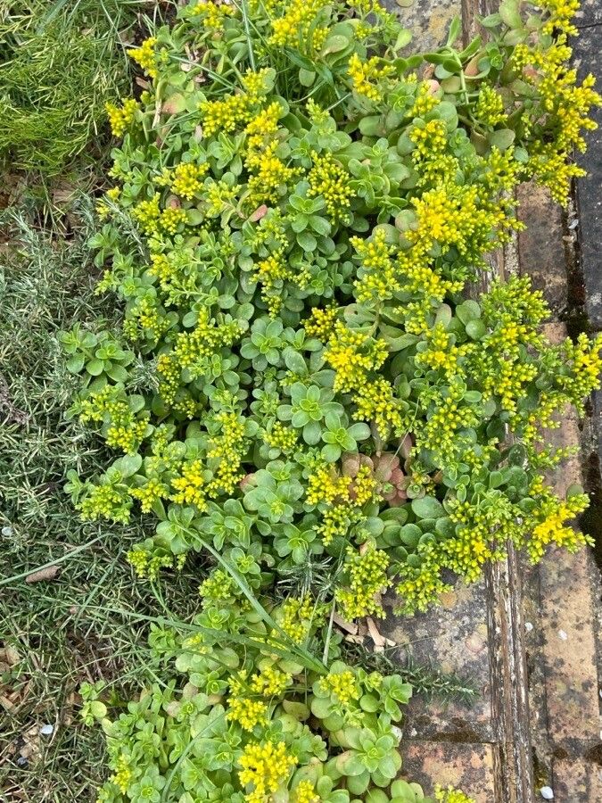 Sedum formosanum flower