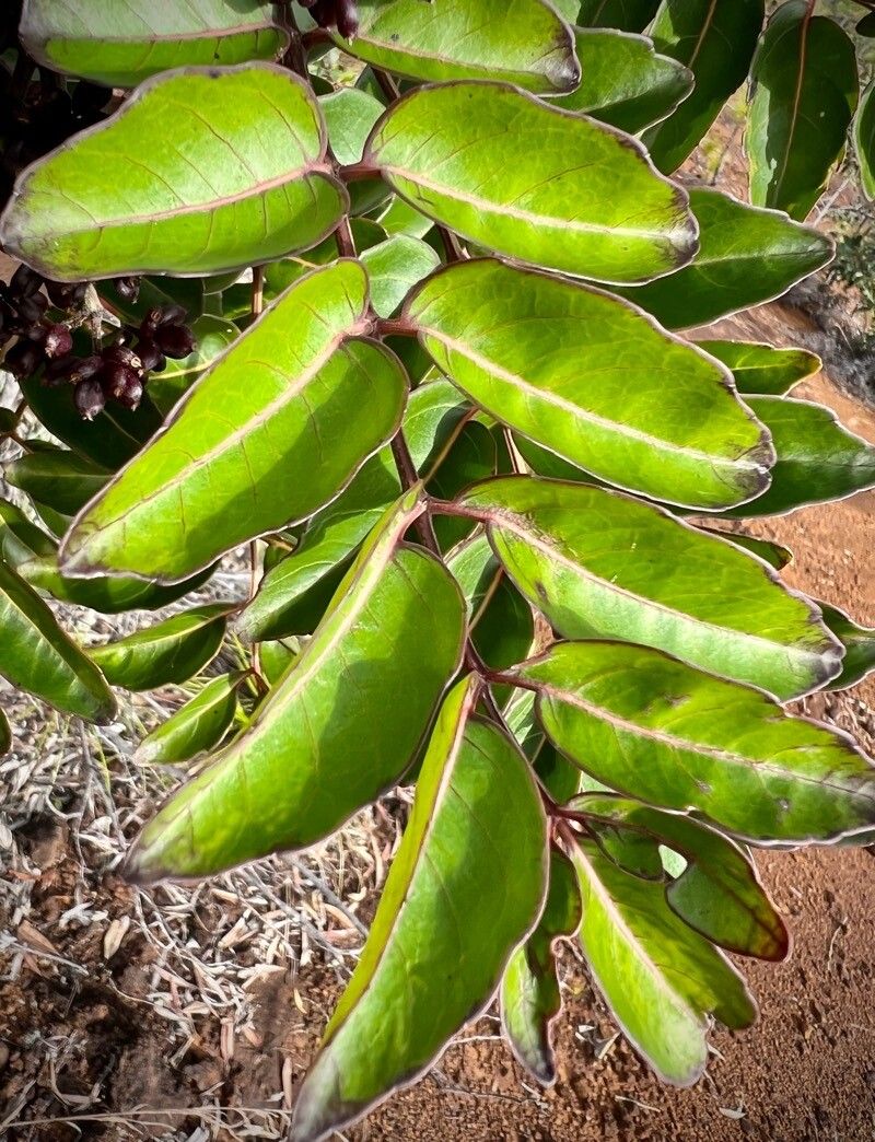 Polyscias pancheri leaf