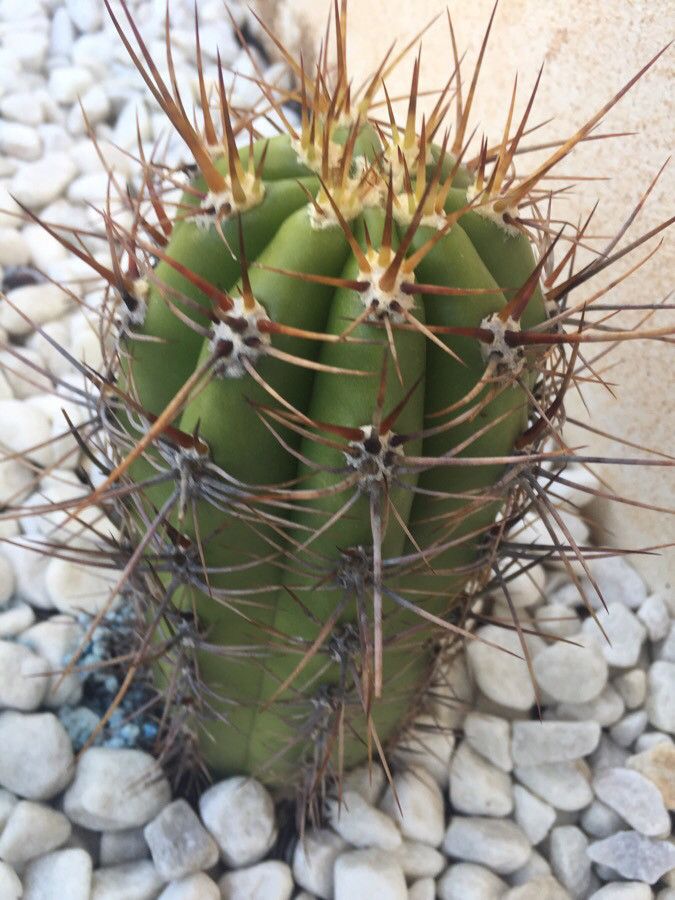 Pachycereus lepidanthus leaf