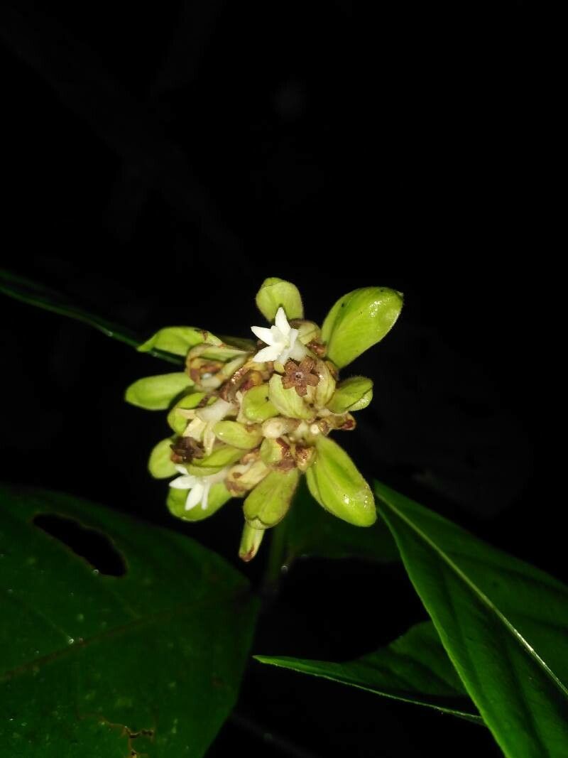Palicourea suerrensis flower