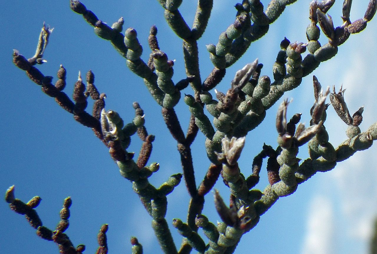 Limonium contortirameum habit
